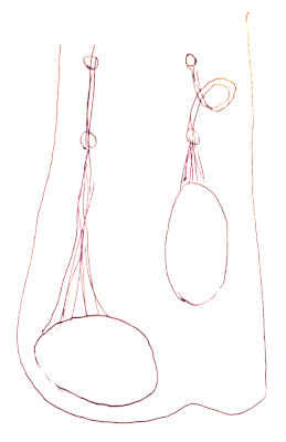 Drawing Of Testicles